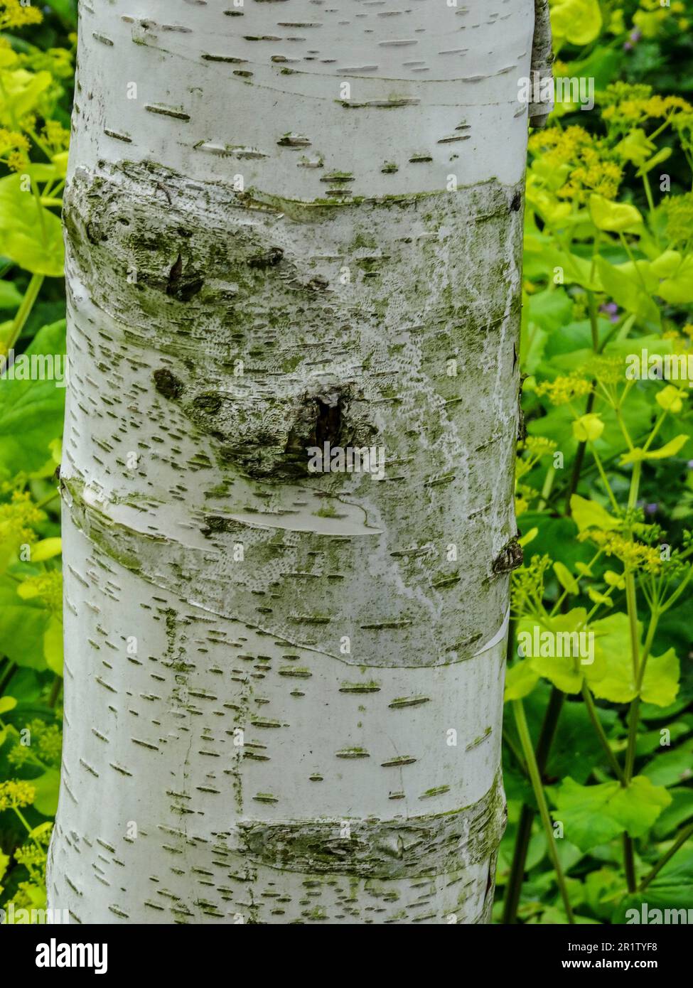 Dimensionally unstable hires stock photography and images Alamy