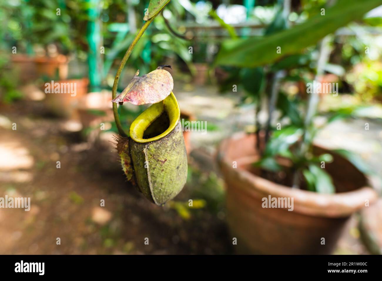 Pitcher plant, Nepenthes in its scientific name, in Kuching, Sarawak