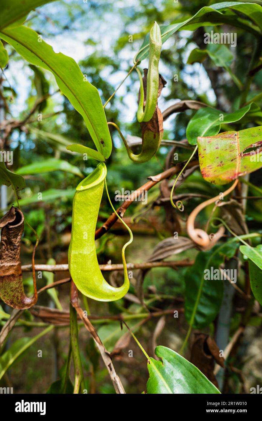 Pitcher plant, Nepenthes in its scientific name, in Kuching, Sarawak