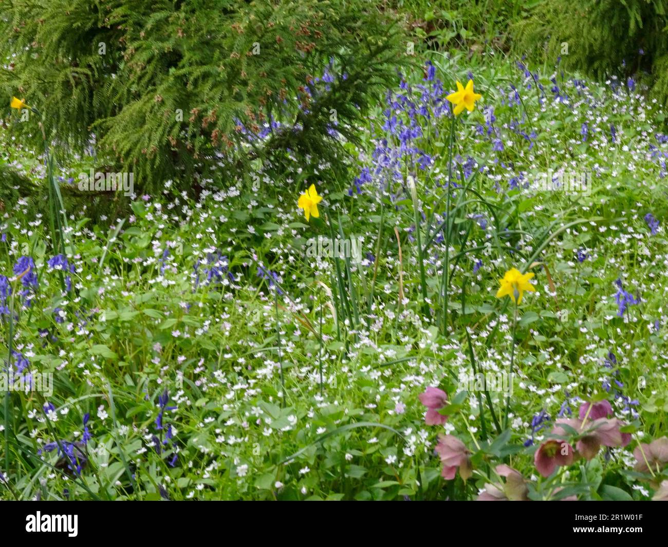 Intimate landscape, natural flowering plant portrait,  of Daffodils glowing in spring sunshine Stock Photo