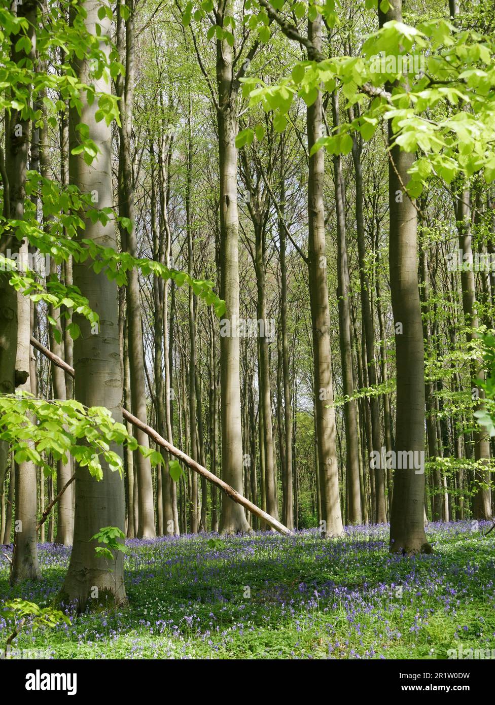 Bluebell carpet, Hallerbos, Belgium 2023 Stock Photo Alamy