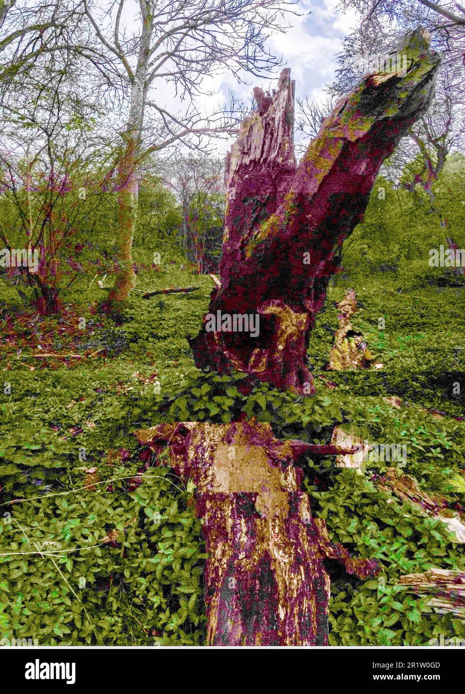 Moody woodland landscape with rotting tree stump prominent, surviving ...