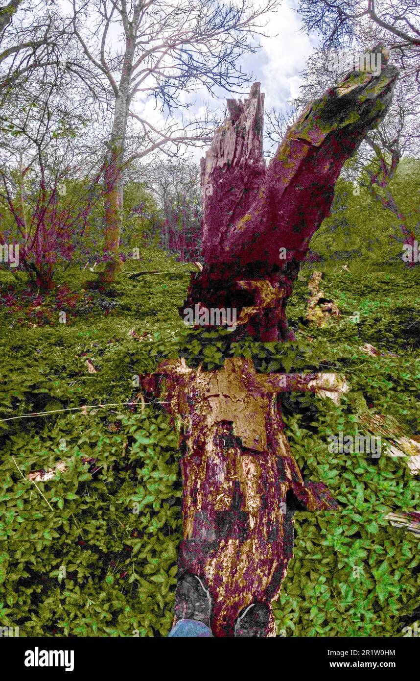 Moody woodland landscape with rotting tree stump prominent, surviving ...