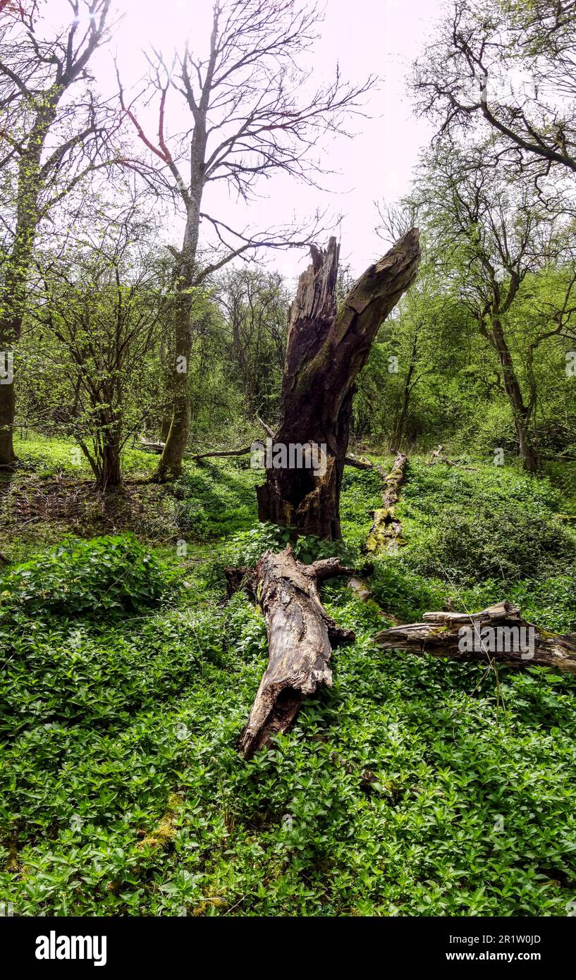 Moody woodland landscape with rotting tree stump prominent, surviving ...