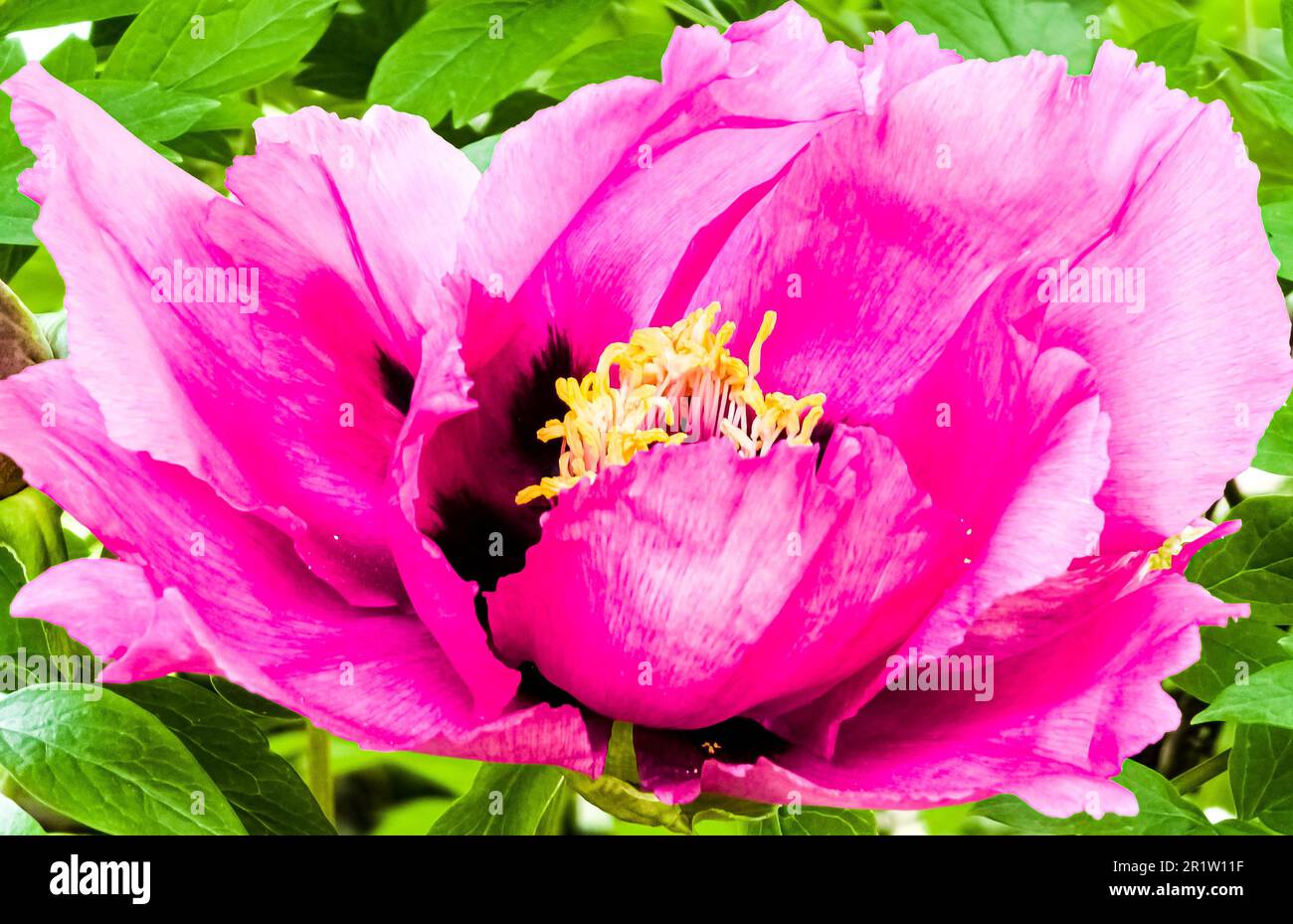 Flowers of the dwarf peony. Blooming tree peony. Close-up. Rocky peony. Floral natural background. Stock Photo
