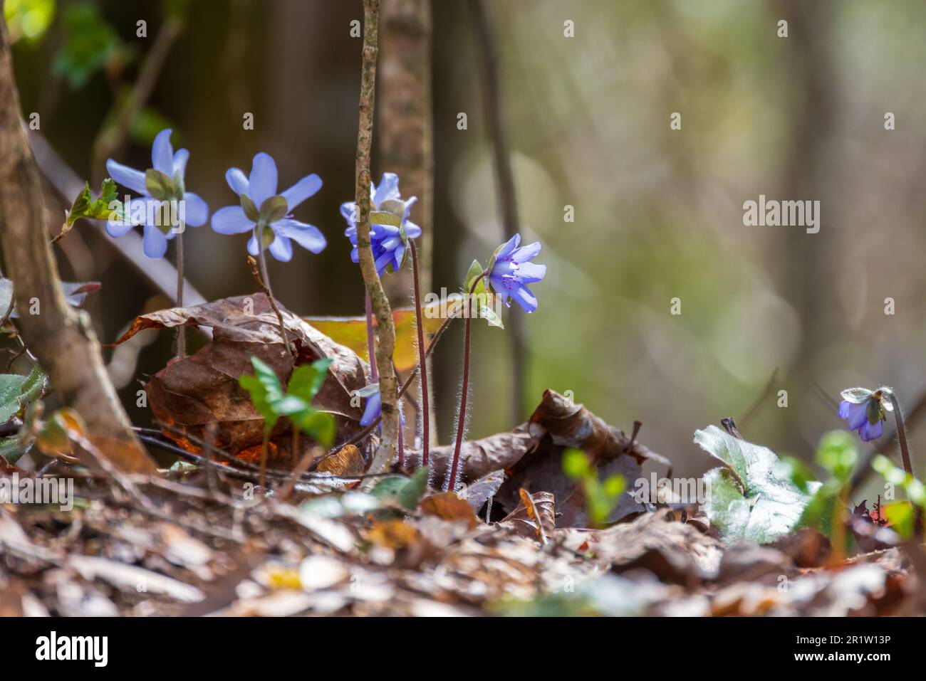 Blue wild flowers grow in a spring forest. Hepatica is a genus of   herbaceous perennials in the buttercup family Stock Photo