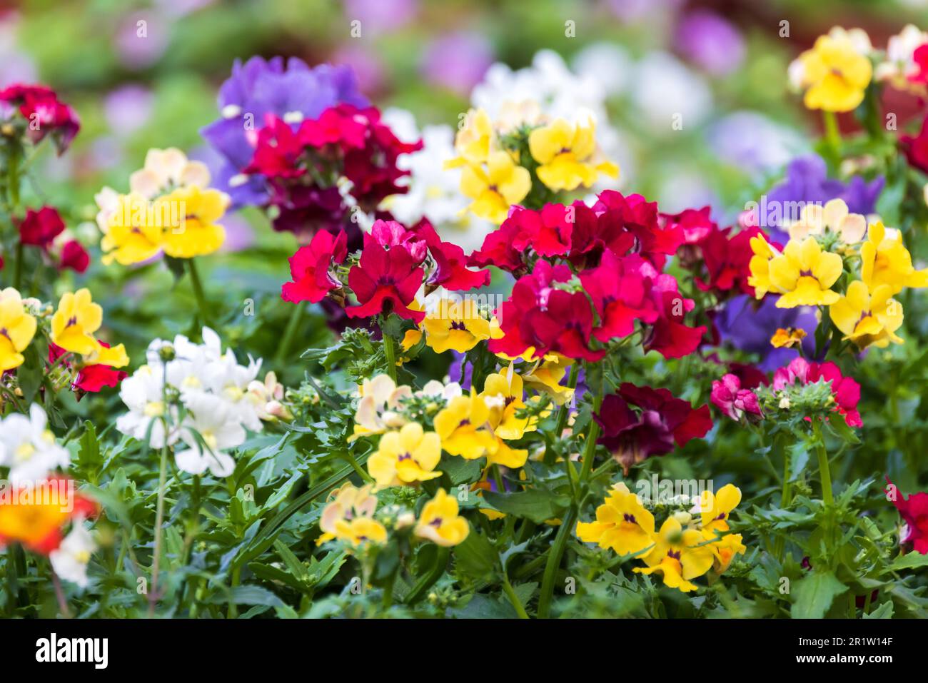 Colorful flowers in a garden. Nemesia is a genus of annuals, perennials and sub-shrubs which are native to sandy coasts or disturbed ground in South A Stock Photo