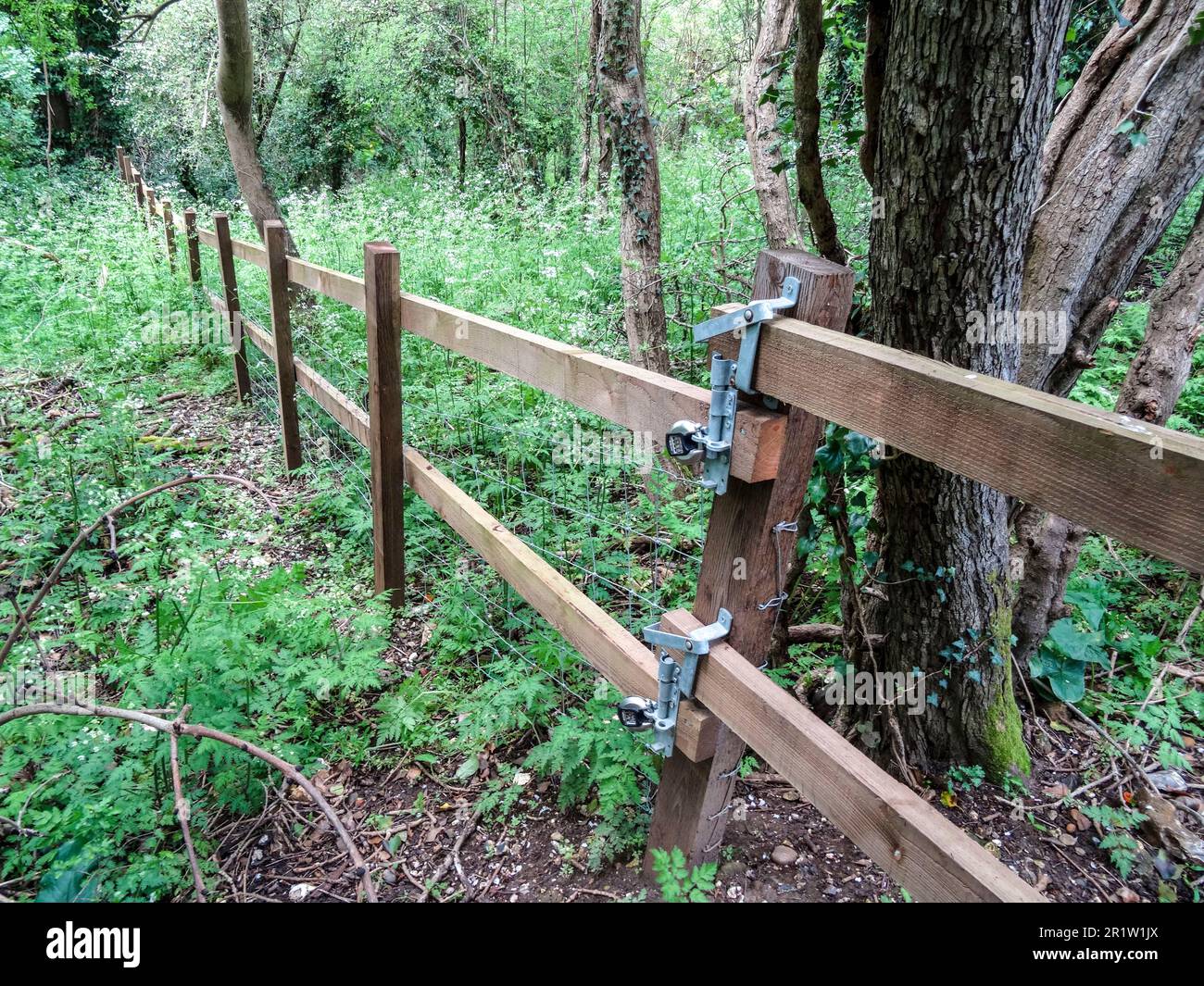 Incongruous: barbed wire fence, posts being overtaken by Ivy, in the ...