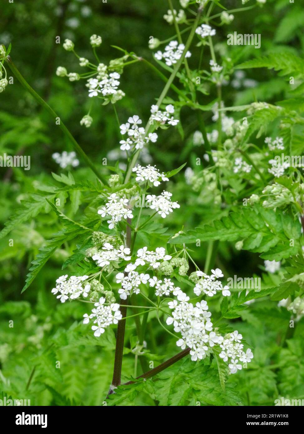 Delicate Anthriscus sylvestris, cow parsley, wild chervil, wild beaked ...