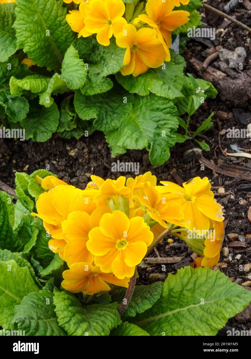 Primula vulgaris, common primrose, growing wild in spring on chalk downland, Greater London, England Stock Photo