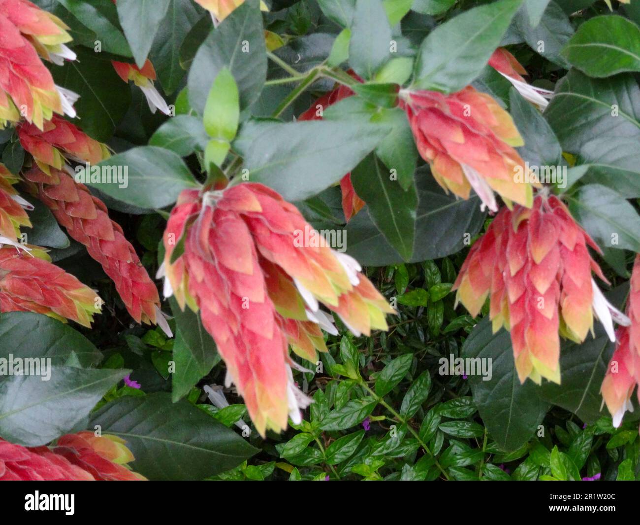 Natural close up flowering plant portrait of pretty Mexican shrimp plant, Justicia brandegeeana, flowering Stock Photo