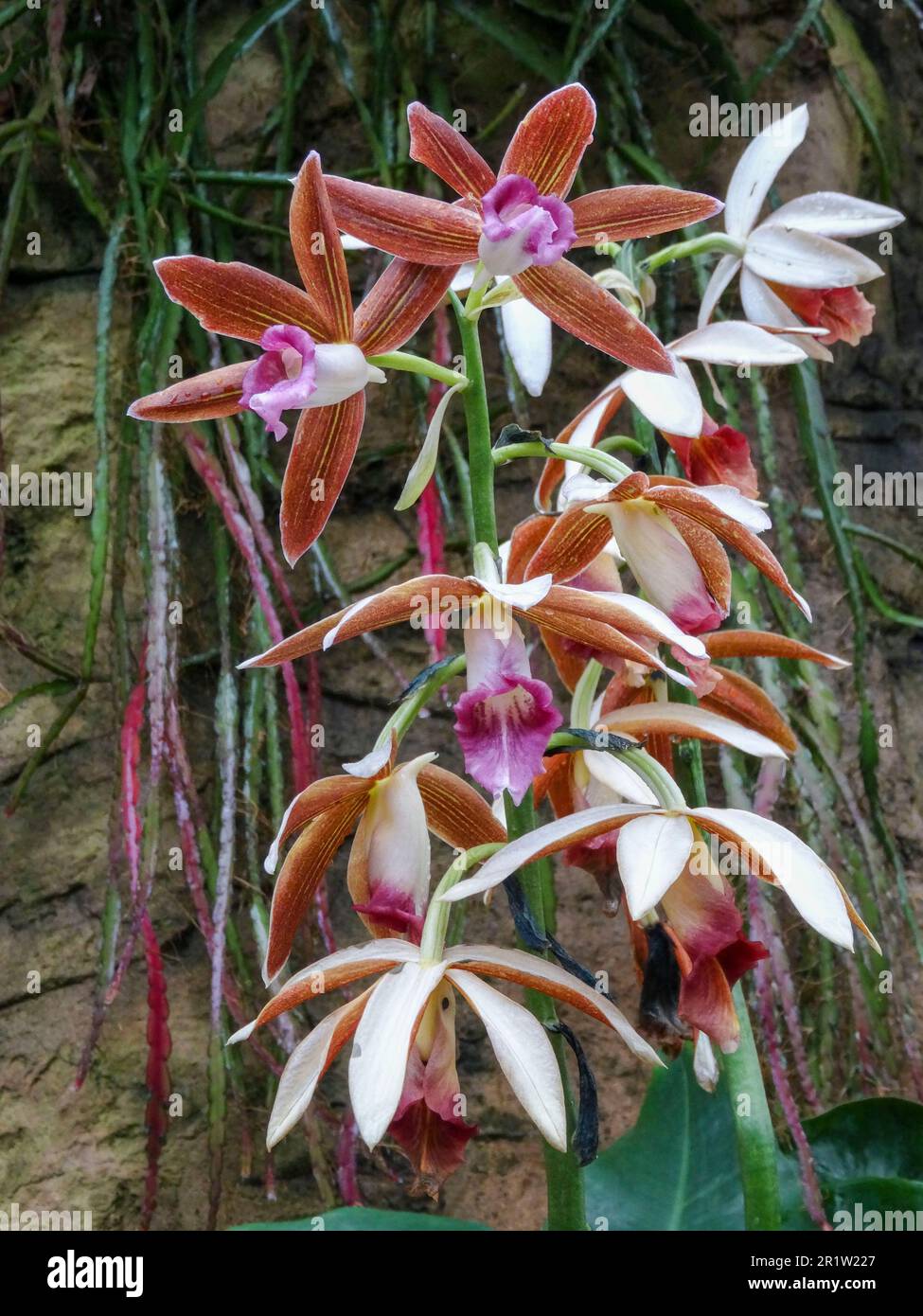 Stately Phaius Tankervilleae. Natural close up flowering plant portrait Stock Photo