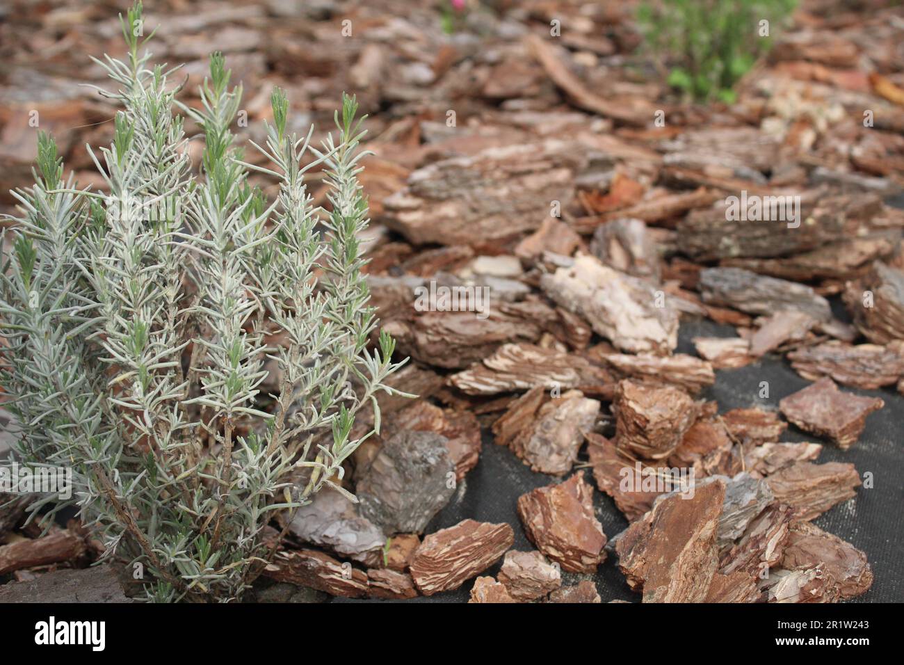 The artificial flower bed is lined with oak tree bark and green dead