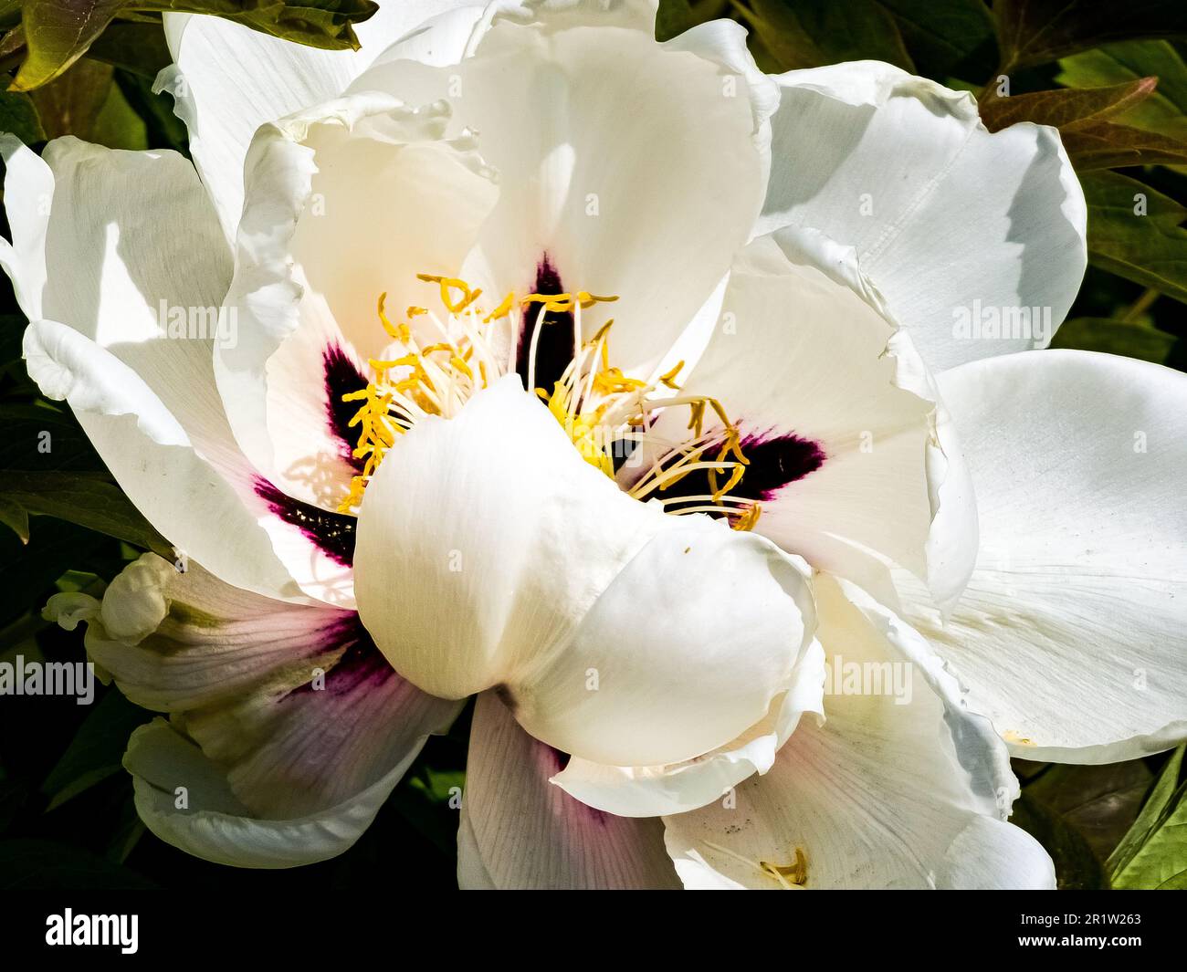 Flowers of the dwarf peony. Blooming tree peony. Close-up. Rocky peony. Floral natural background. Stock Photo