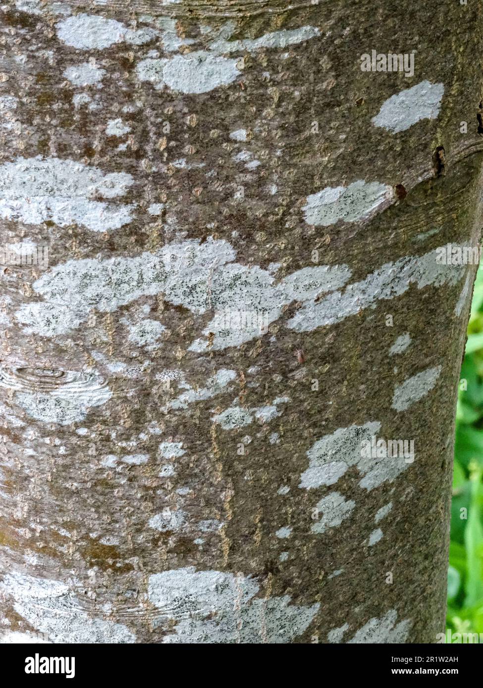 Close up natural bark patterns on the Sorbus Rupicola tree Stock Photo