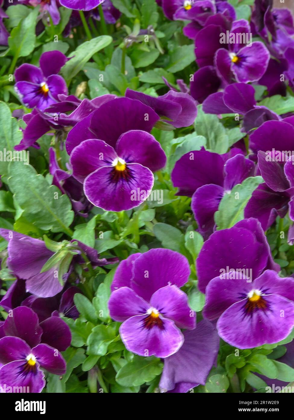 Beautiful Viola Raspberry, F1 hybrid Viola Cornuta, massed flowering. Natural close up flowering plant portrait Stock Photo