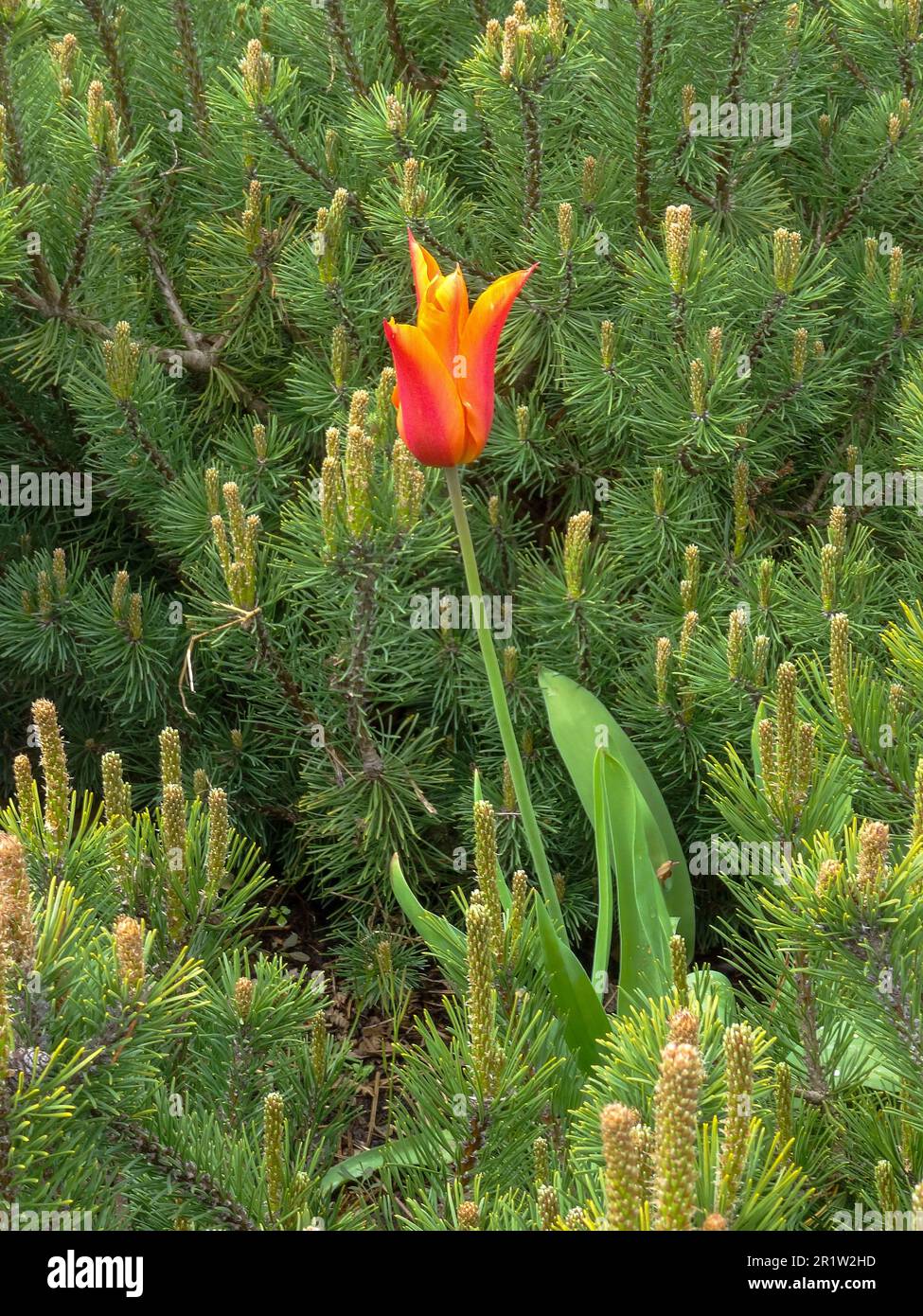 Pinus mugo (Pumilio Group) 'Emerald Dwarf’, and single Tulipa ballerina basking in spring sunshine. natural close up plant portrait Stock Photo