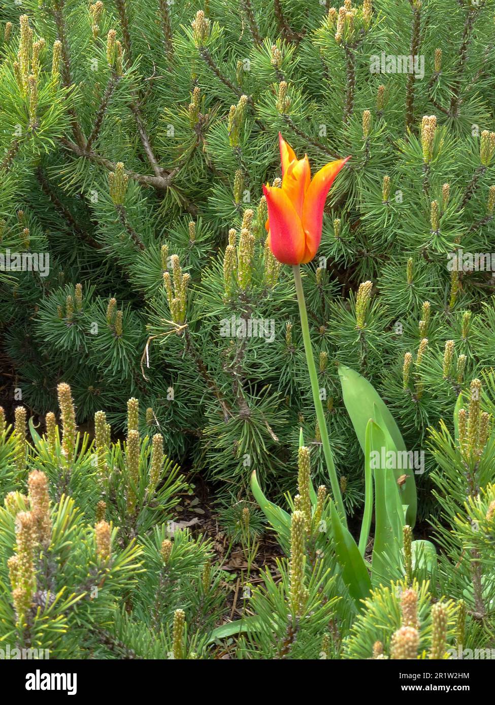 Pinus mugo (Pumilio Group) 'Emerald Dwarf’, and single Tulipa ballerina basking in spring sunshine. natural close up plant portrait Stock Photo