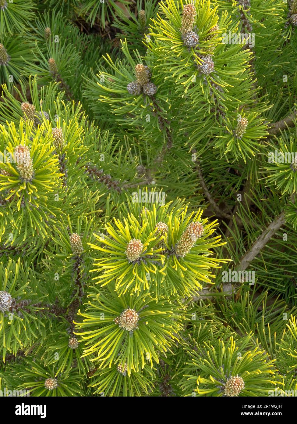 Intriguing Pinus mugo 'Winter Gold’, dwarf mountain pine ‘Wintergold’ - delightful foliage. Natural close up plant portrait Stock Photo