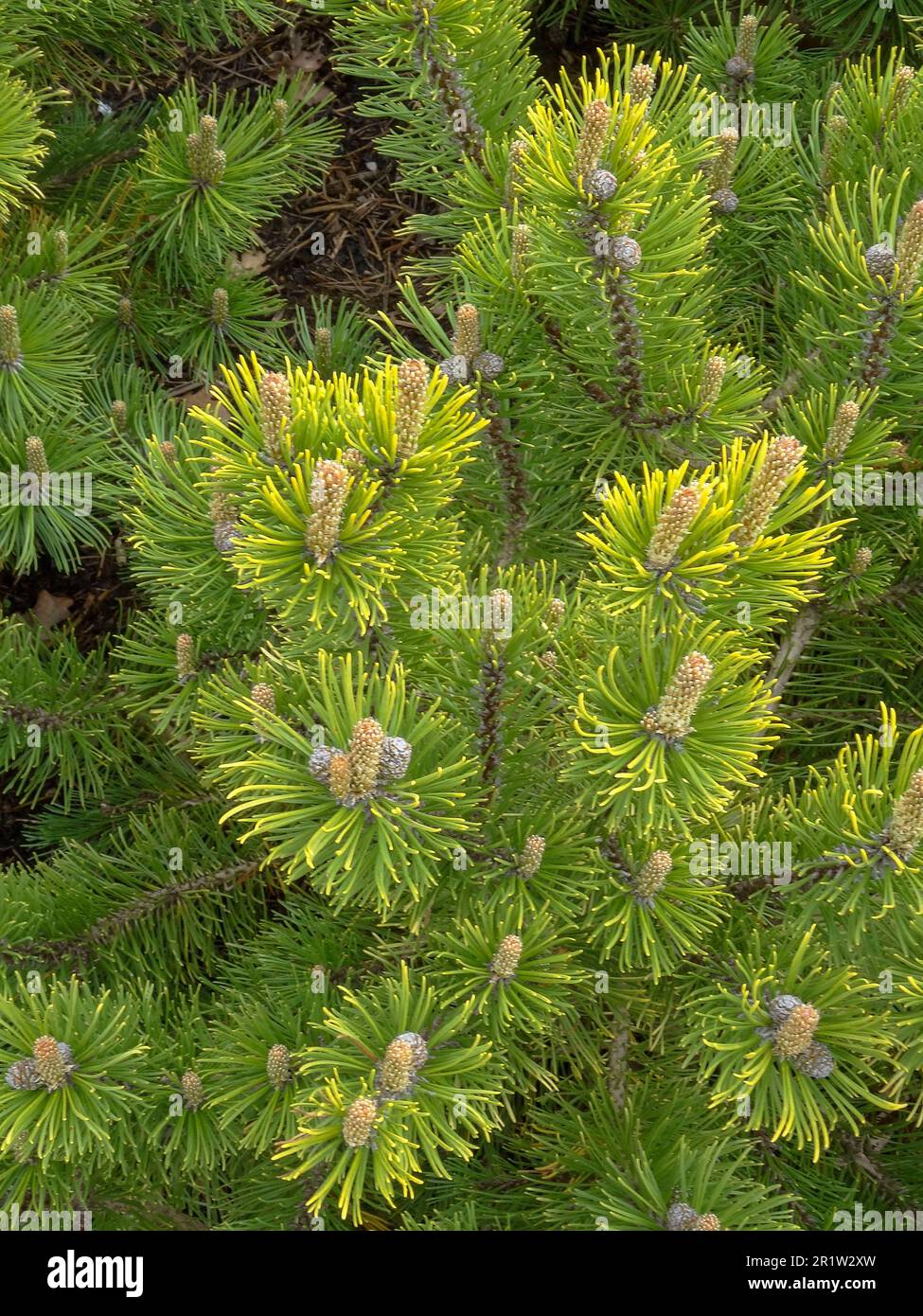 Intriguing Pinus mugo 'Winter Gold’, dwarf mountain pine ‘Wintergold’ - delightful foliage. Natural close up plant portrait Stock Photo