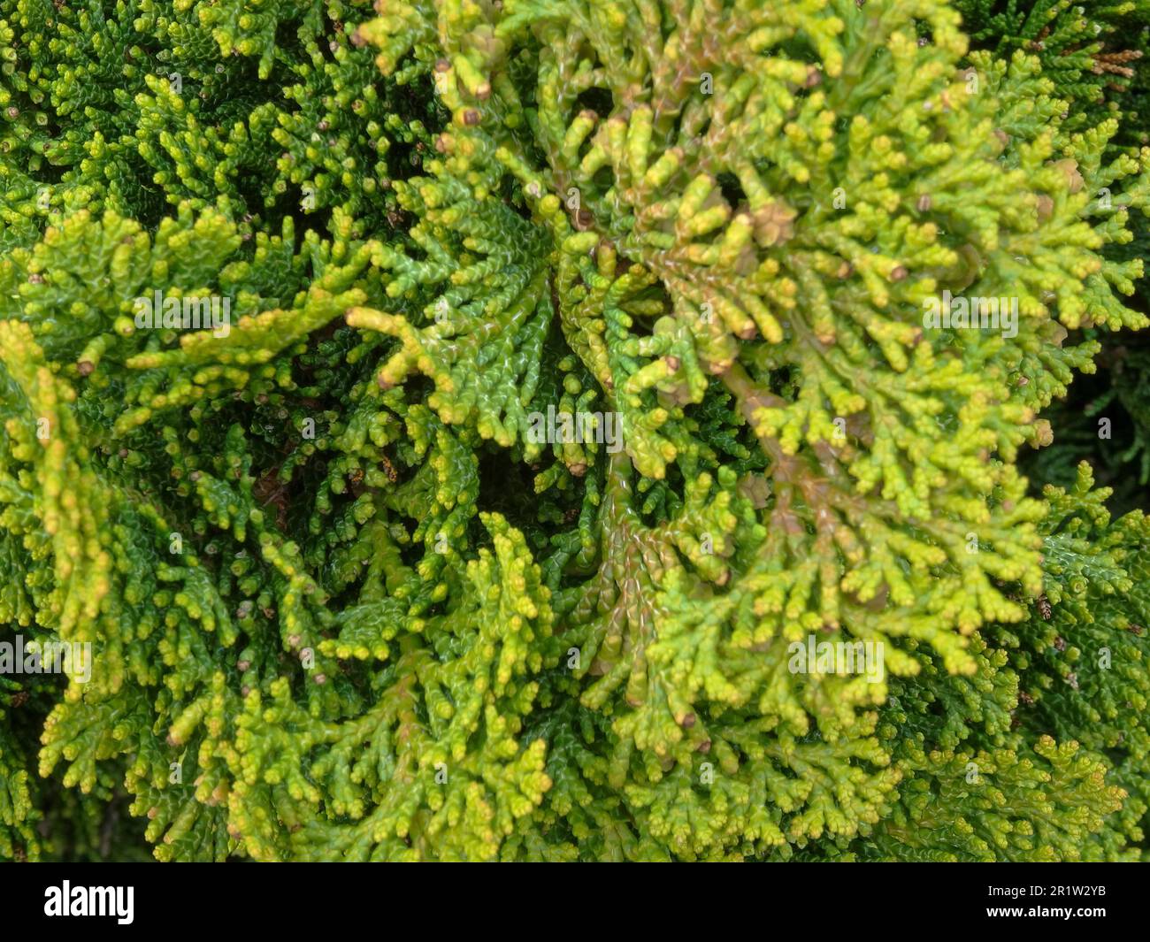 Heavily textured Chamaecyparis Obtusa Nana Gracilis. Natural close up plant portrait Stock Photo