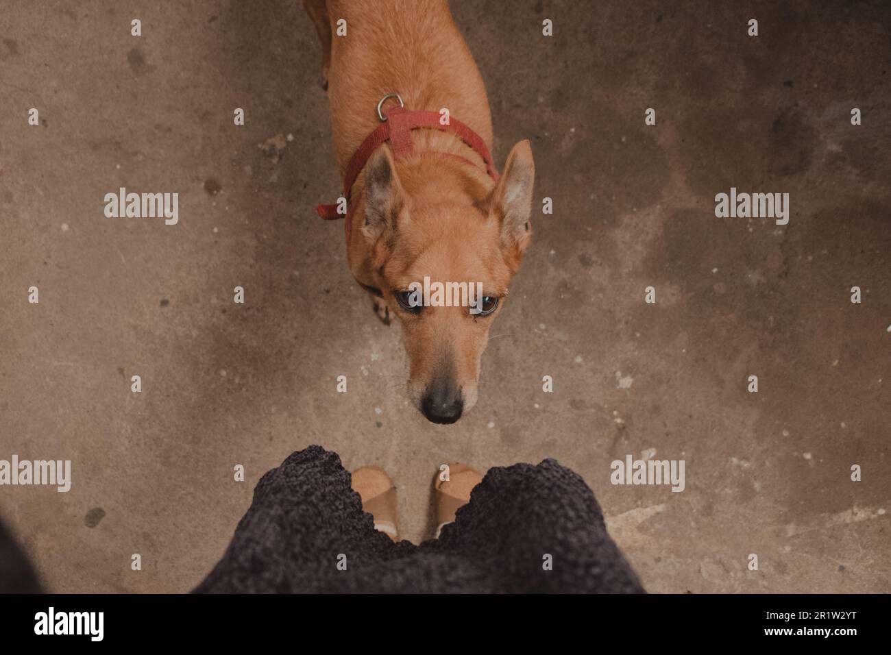 cute dog looking at you Stock Photo