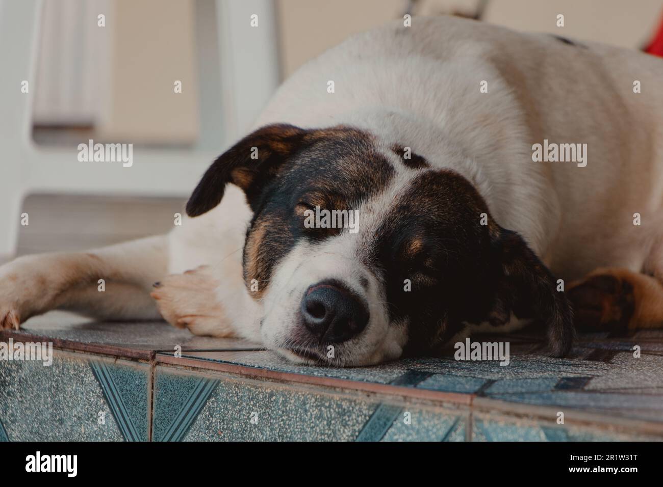 cute dog sleeping on the floor Stock Photo - Alamy