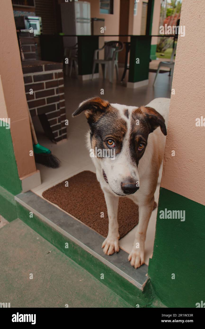 dog looking suspicious Stock Photo