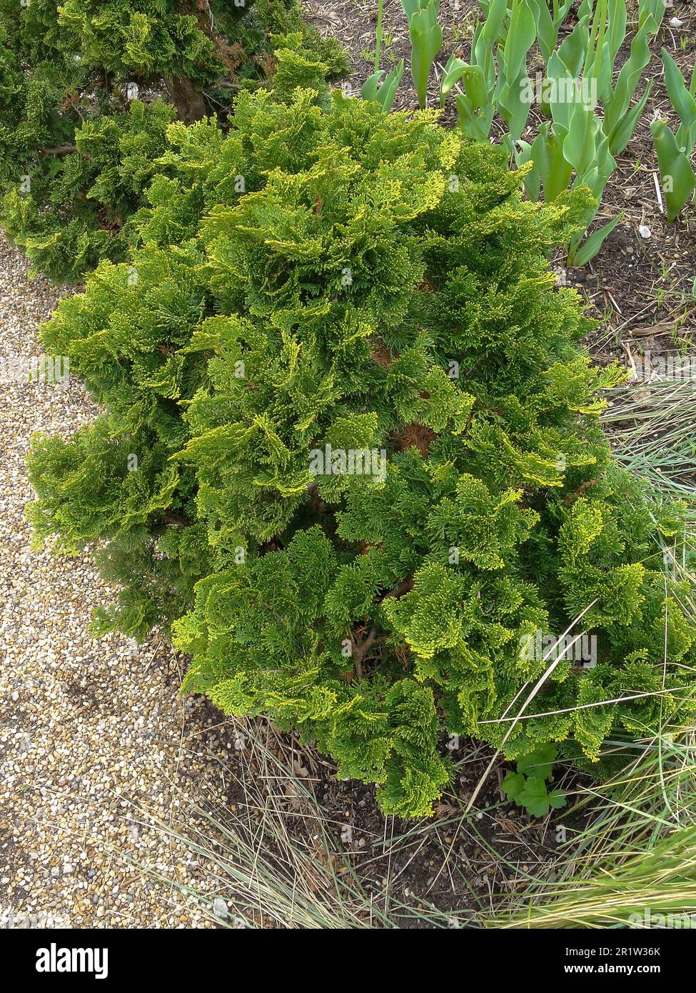 Close up plant portrait of highly patterned Chamaecyparis Obtusa Nana Gracilis Stock Photo