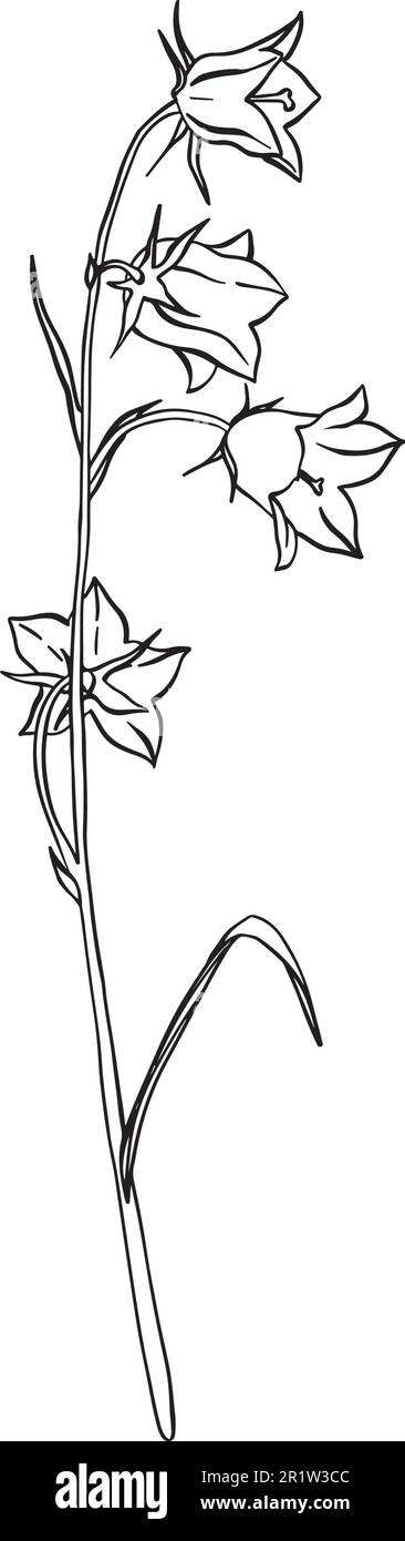 How To Draw Rose Flower - Rose Flower Sketch, HD Png Download , Transparent  Png Image - PNGitem