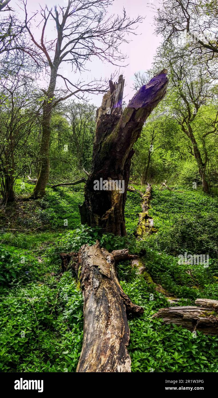Moody woodland landscape with rotting tree stump prominent, surviving ...