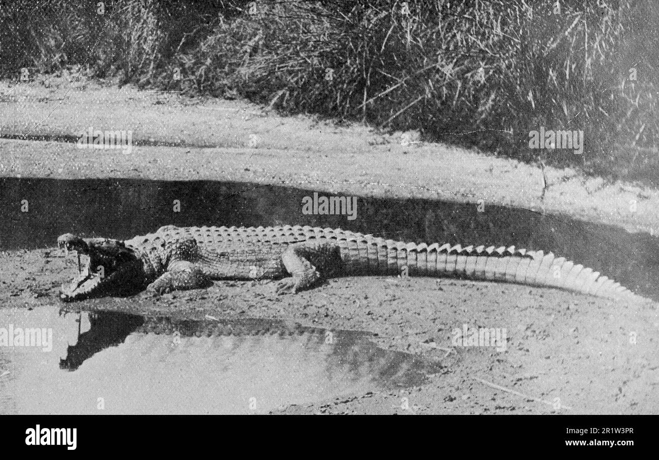 The Boer War, also known as the Second Boer War, The South African War and The Anglo-Boer War. This image shows: Waiting for the Boers: A crocodile on the banks of the Limpopo. Original photo by “Navy and Army”, c1900. Stock Photo