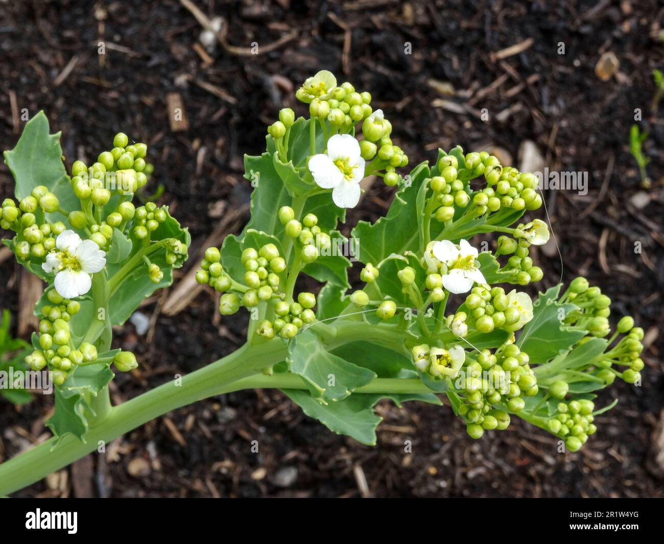 Delicious Seakale Lilywhite - Crambe maritima 'Lily White’. Natural close up vegetable plant portrait Stock Photo