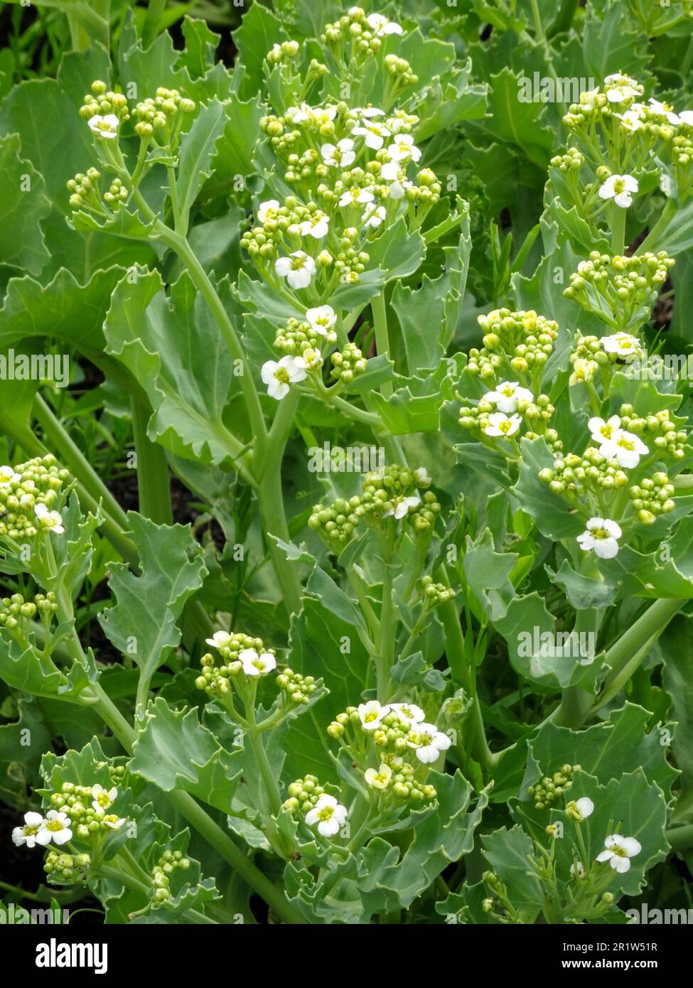 Delicious Seakale Lilywhite - Crambe maritima 'Lily White’. Natural close up vegetable plant portrait Stock Photo