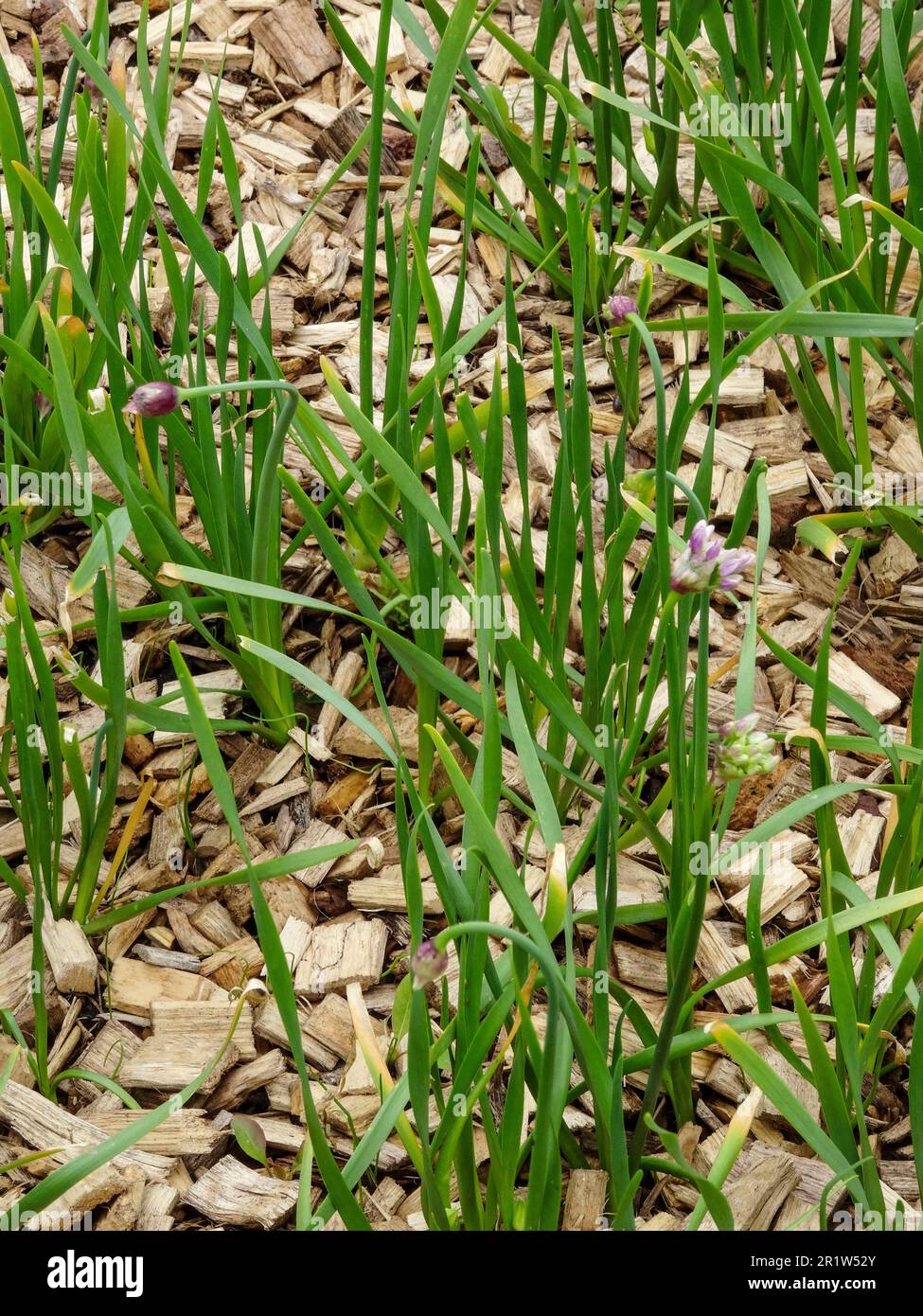 Deceptively useful natural food plant, Allium canadense, Canada onion, Canadian garlic, wild garlic, meadow garlic, wild onion. Natural close up Stock Photo