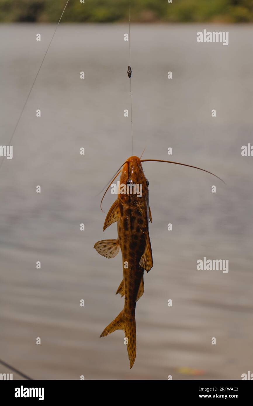 catfish hanging on fishing line Stock Photo - Alamy