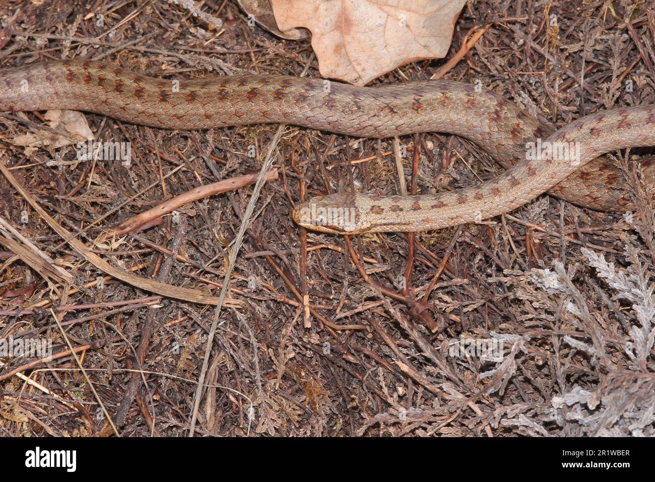 Smooth Snake (Coronella austriaca)  at a heathland near Borkenberge, Germany Stock Photo