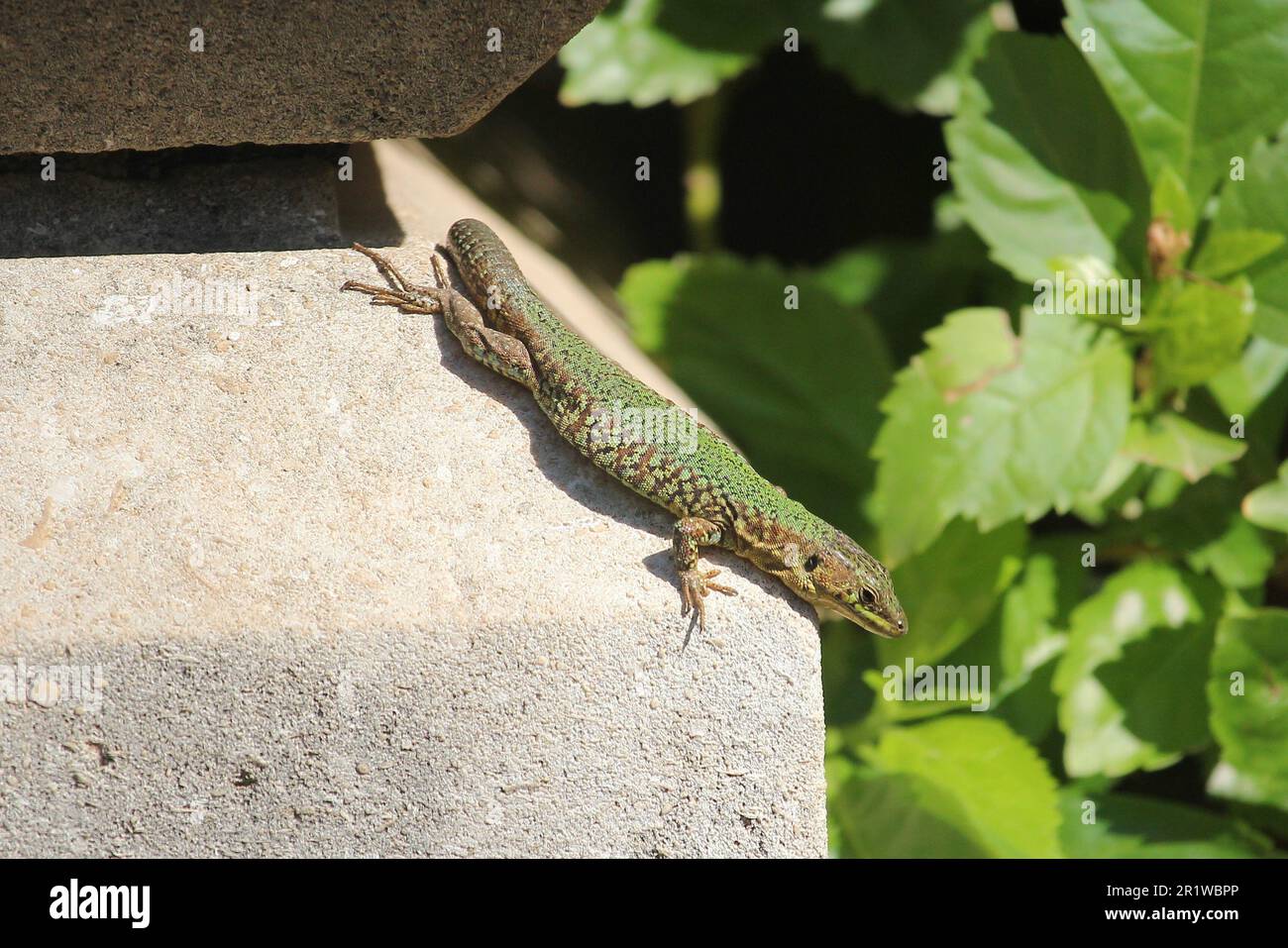 Maltese Wall Lizard (Podarcis filfolensis) at the Lower Barakka Gardens, La Valetta, Malta Stock Photo