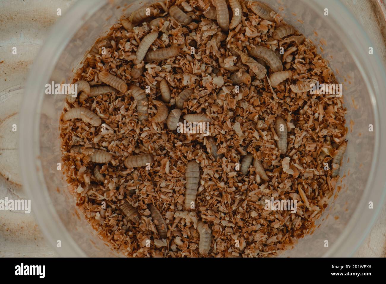 Live bugs hi-res stock photography and images - Alamy