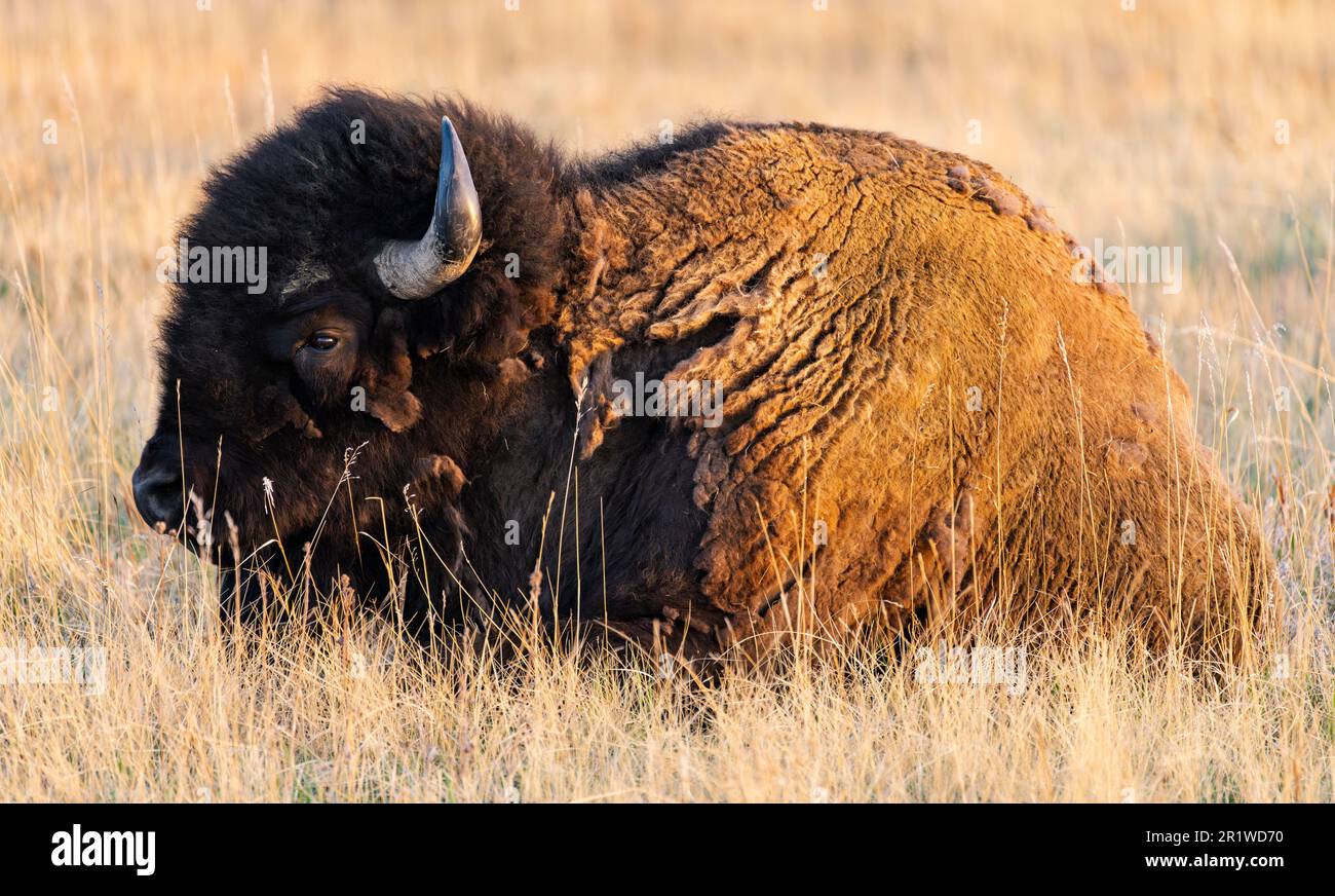 An American bison (Bison bison) relaxing in grass in the North Unit of Theodore Roosevelt National Park in North Dakota. Stock Photo