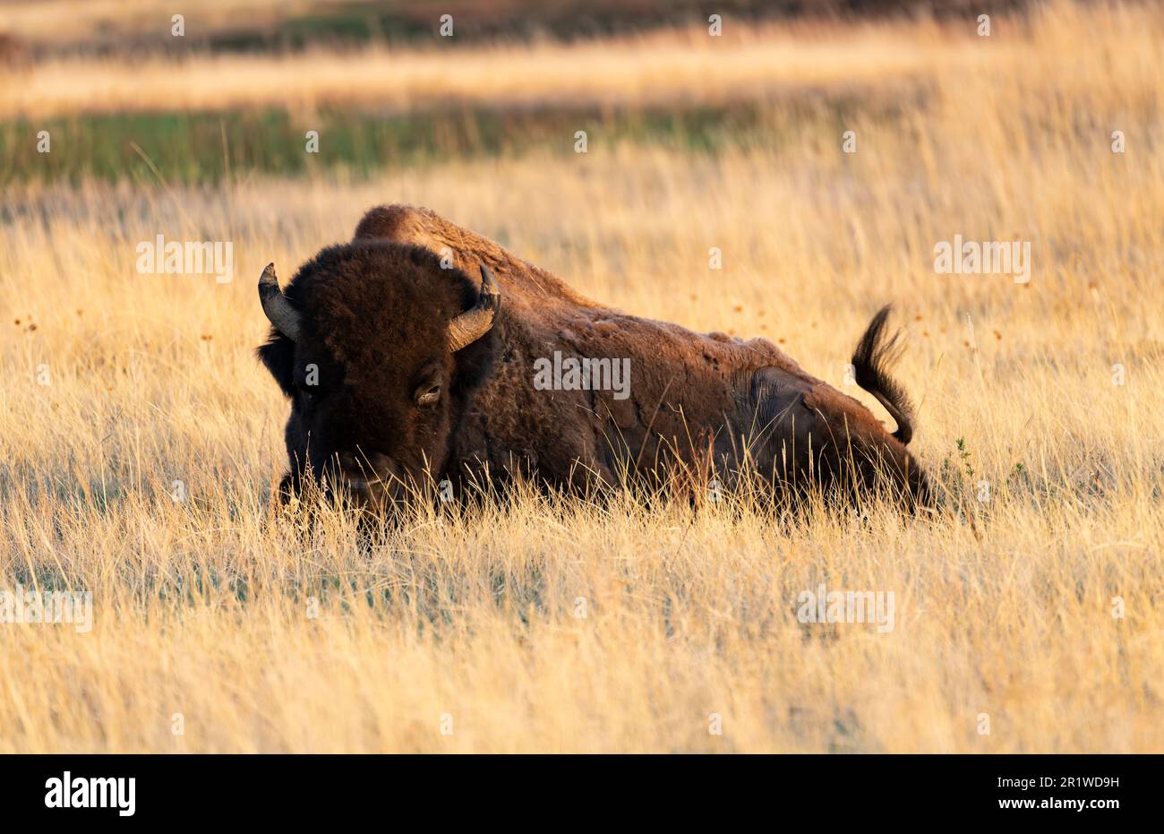 An American bison (Bison bison) relaxing in grass in the North Unit of Theodore Roosevelt National Park in North Dakota. Stock Photo