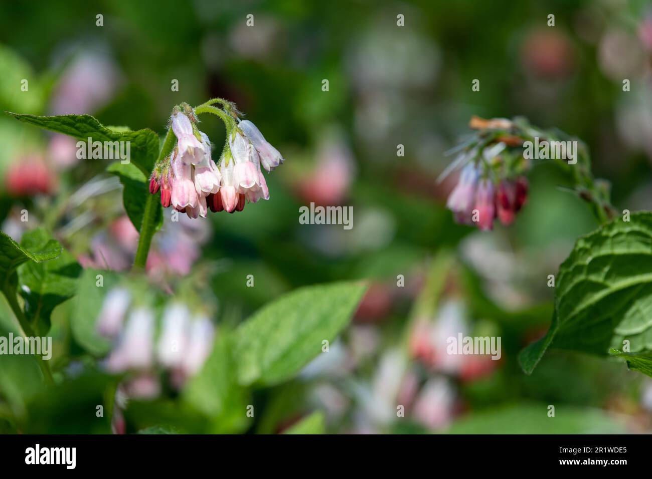 Close up of creeping comfrey (symphytum grandiflorum) flowers in bloom Stock Photo