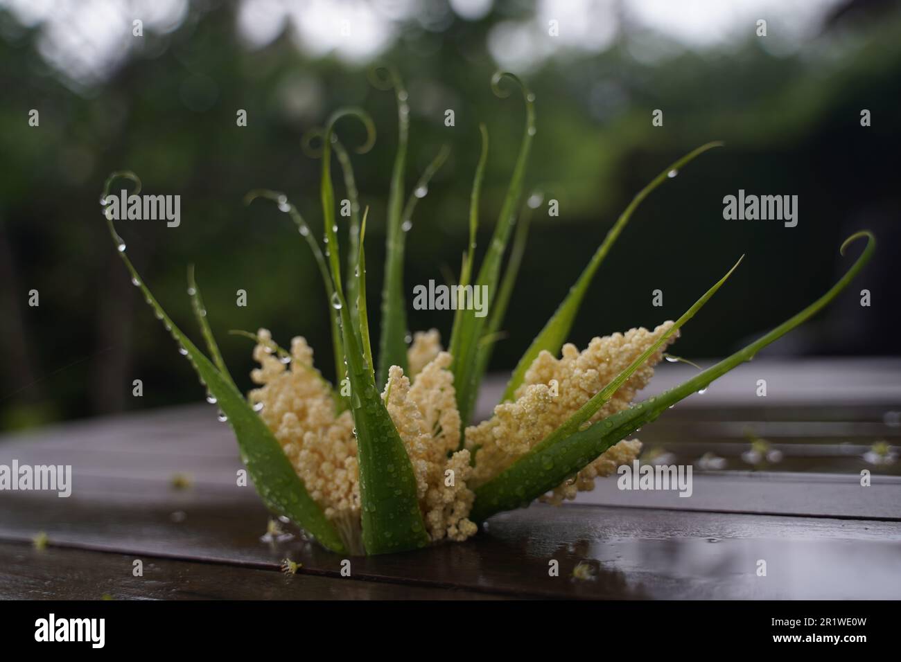 A vibrant and exotic plant covered in glistening water droplets ...