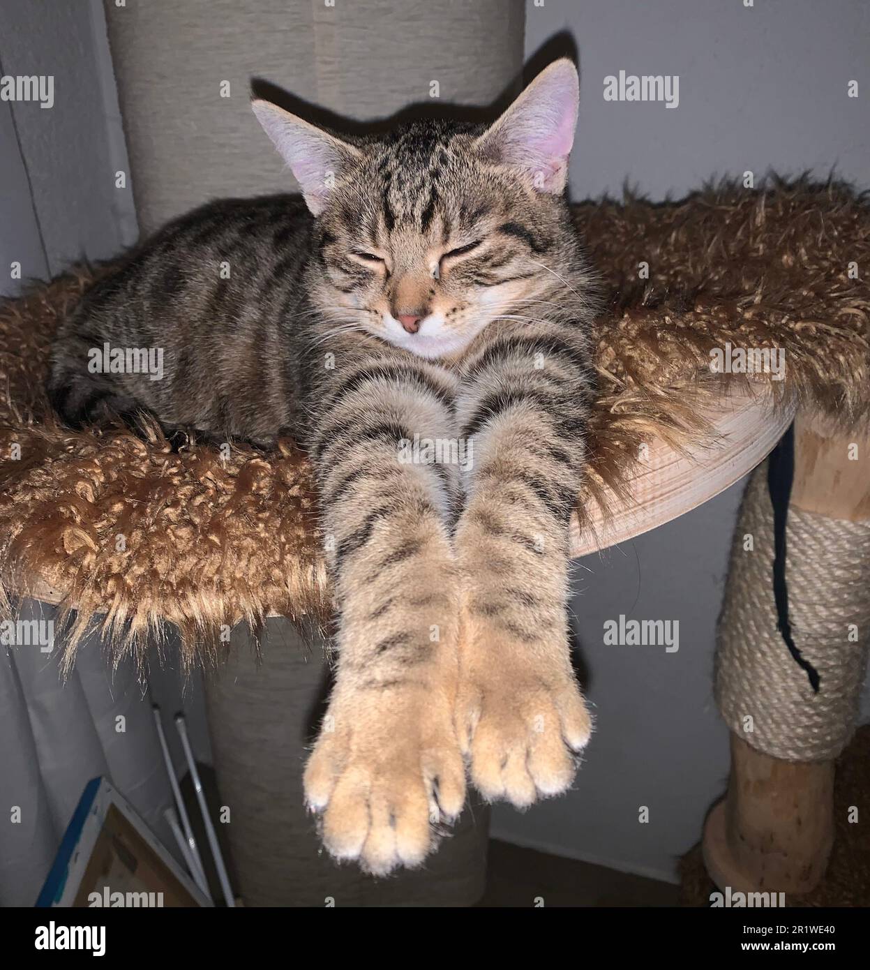 Relaxed position atop hi-res stock photography and images - Alamy