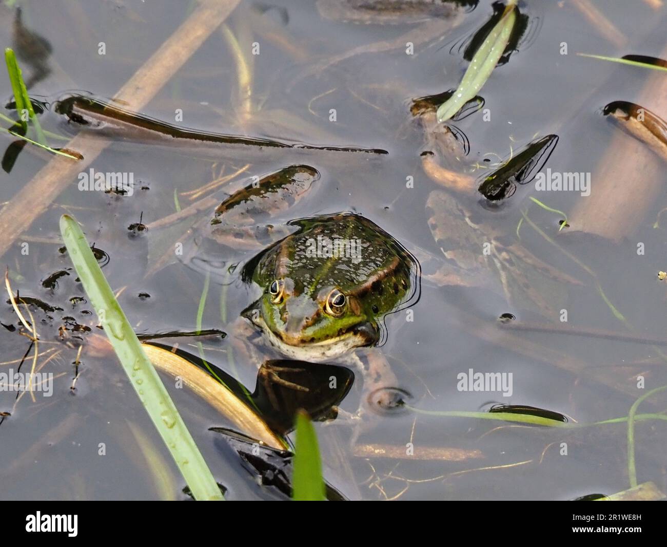 Frogs Stock Photo