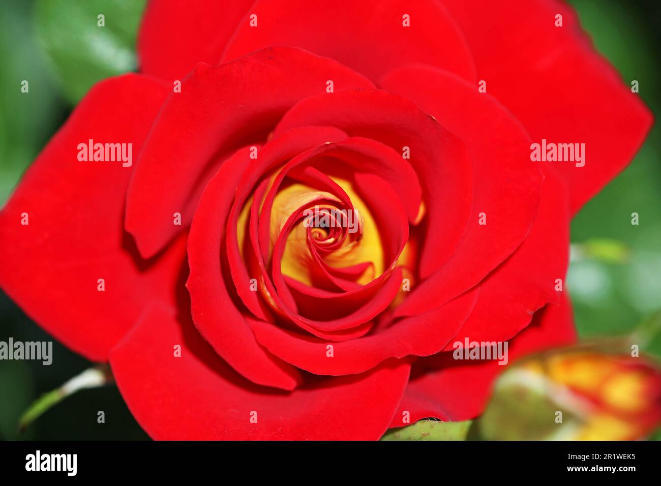 Macro close up flower hi-res stock photography and images - Alamy