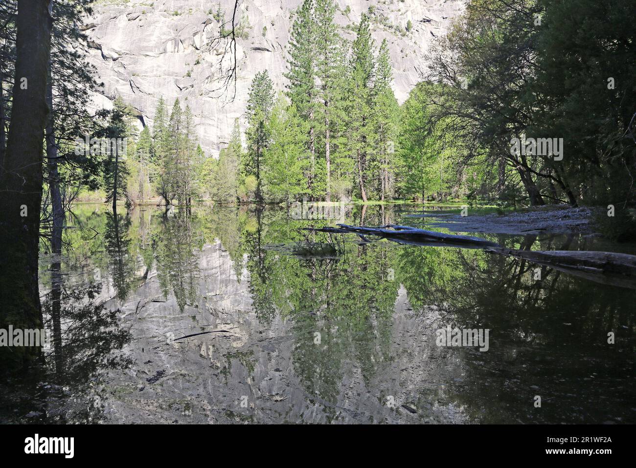 Trees reflection in Mirror Lake - Yosemite NP - California Stock Photo