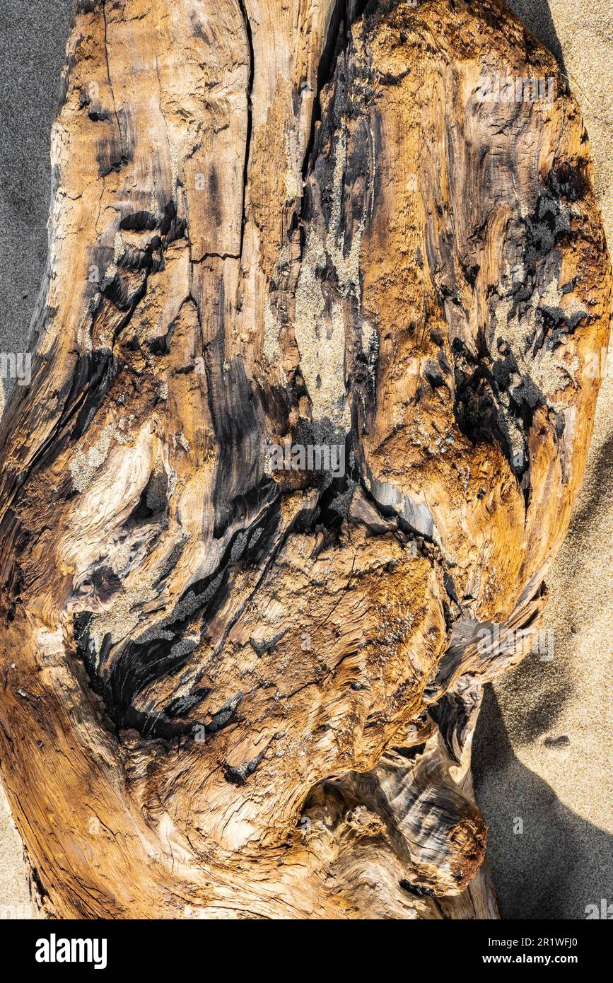 Driftwood and sand detailed close-up nature image Stock Photo