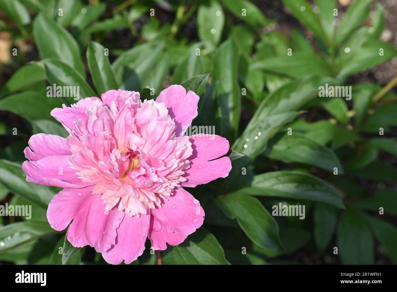 A pink peony, Paeonia officinalis, with fully opened flowers. Stock Photo