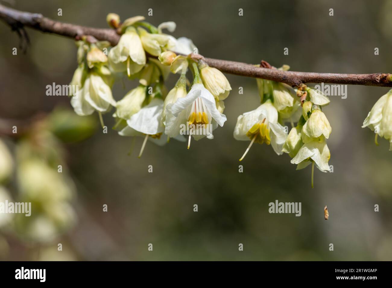 Close up of flowers on a mountain snowdrop (halesia monticola) tree Stock Photo